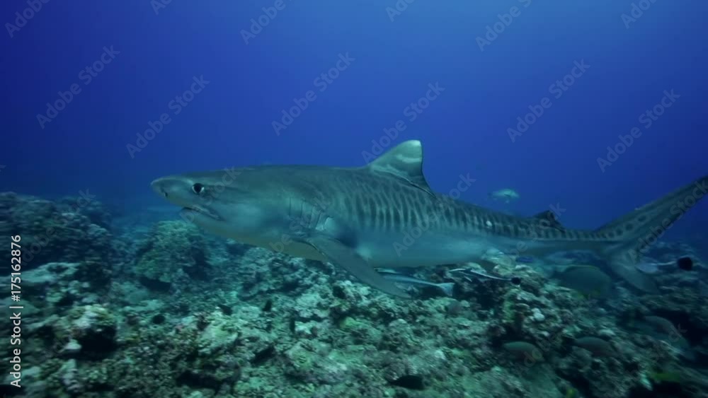 Tiger shark getting close on a tropical coral reef in tahiti, french polynesia Tiger shark getting close on a tropical coral reef in tahiti, french polynesia