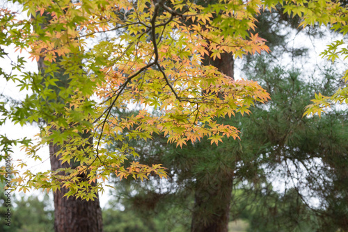 autumn in the park