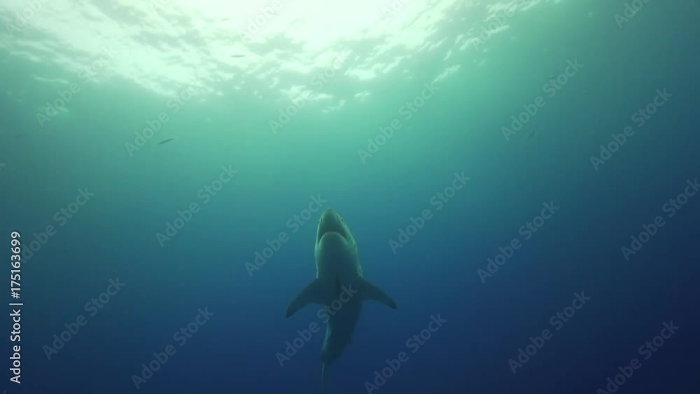 Low angle, great white shark swims near surface Low angle, great white shark swims near surface