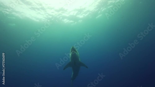 Low angle, great white shark swims near surface