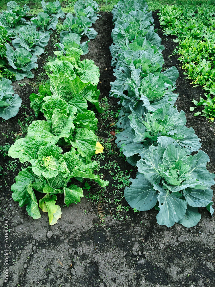 garden garden