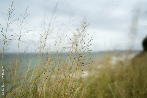 landscape behind the spikes