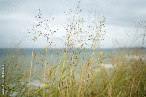 landscape behind the spikes