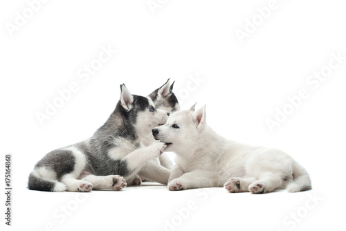 Three different color of fur pretty puppies of siberian husky dog, black, white and gray with blue eyes, resting and playing with each other. Cute little pets waiting for food, lying on floor.