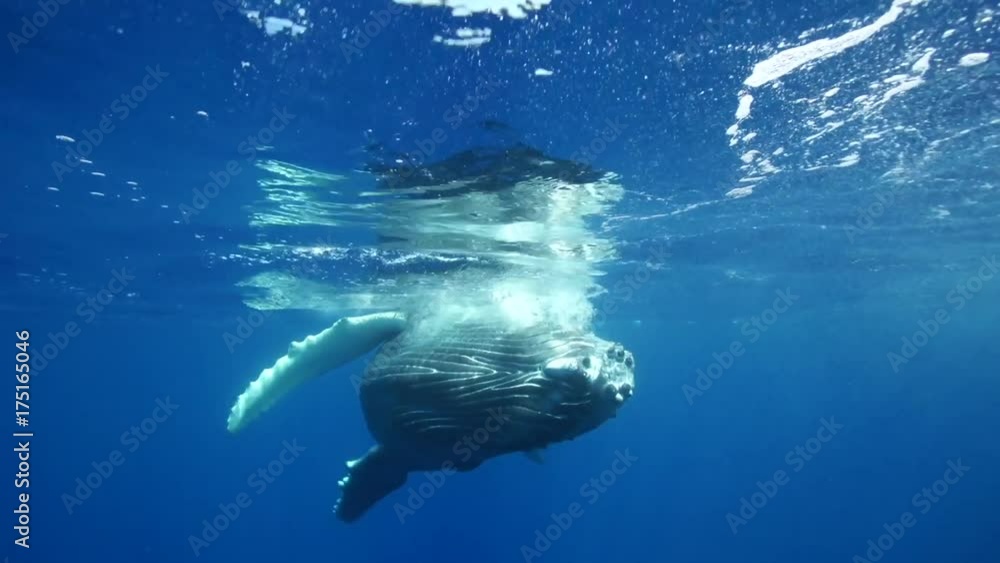 French Polynesia, humpback whale gets close near surface French Polynesia, humpback whale gets close near surface
