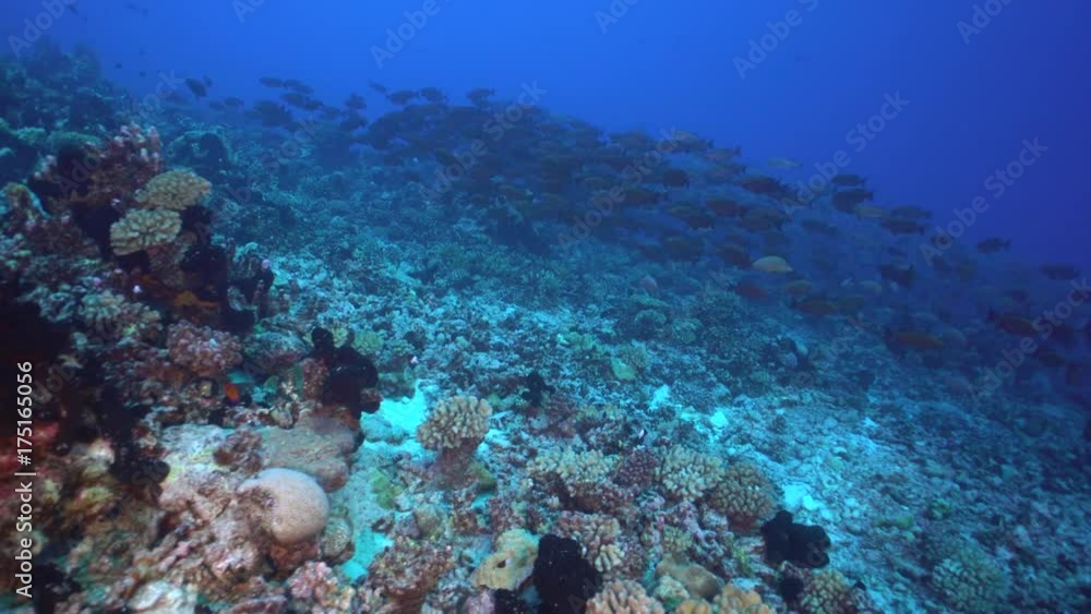 French Polynesia, tropical red schooling fish in coral reef