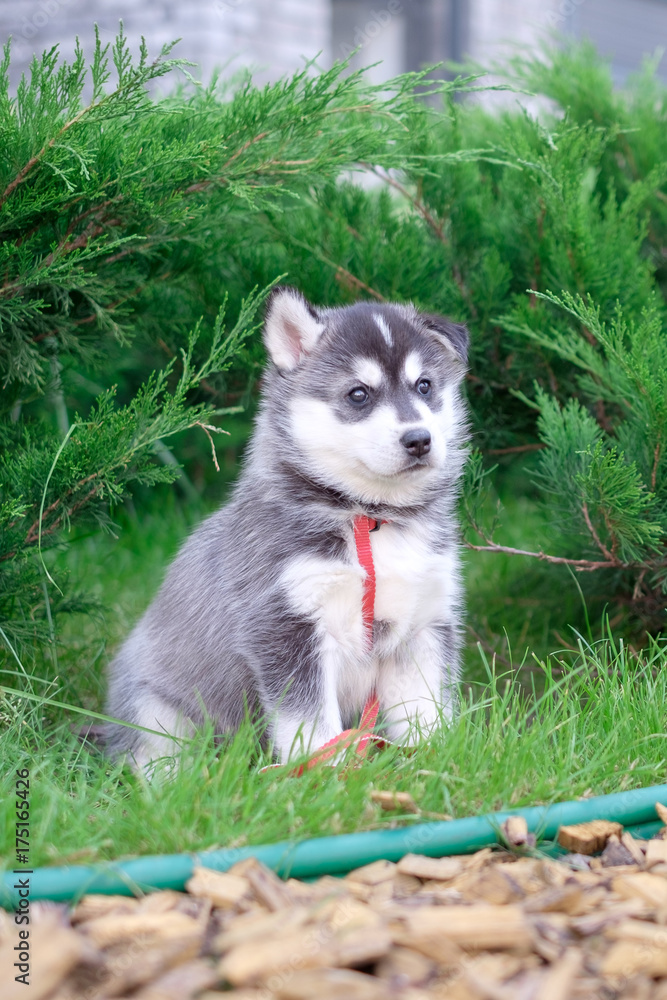 Portrait of a Siberian Husky puppy walking in the yard. Little cute puppy of Siberian husky dog outdoors