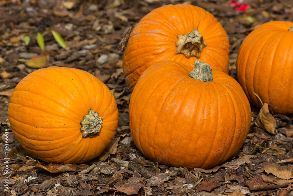 Orange pumpkins for Halloween Party Orange pumpkins for Halloween Party