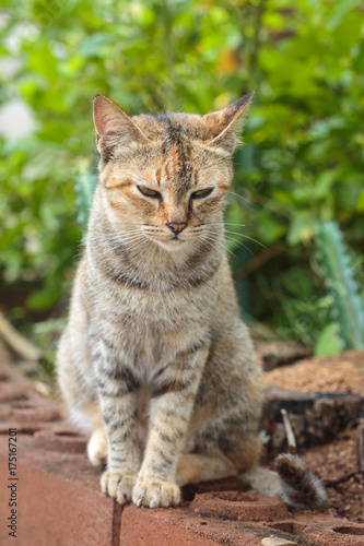 Three-colored oriental cat, tortoise cat sitting  in garden. © songphon
