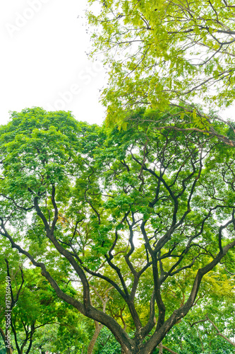 forest background . green nature background.big tree