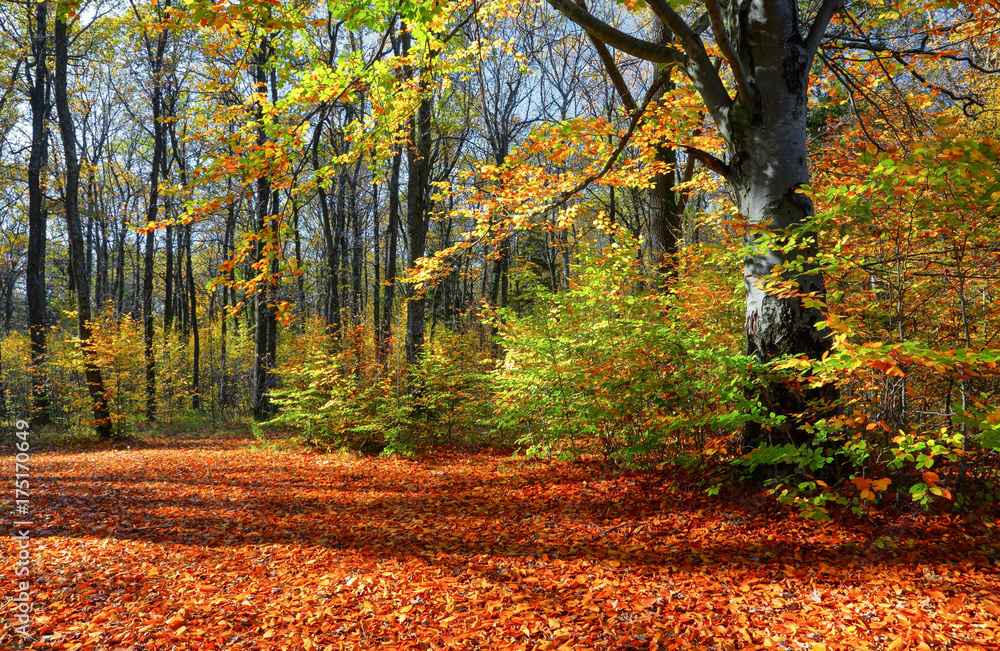 Obraz premium Beautiful sunny forest landscape with a tree and shadows on the lawn on an autumn day.
