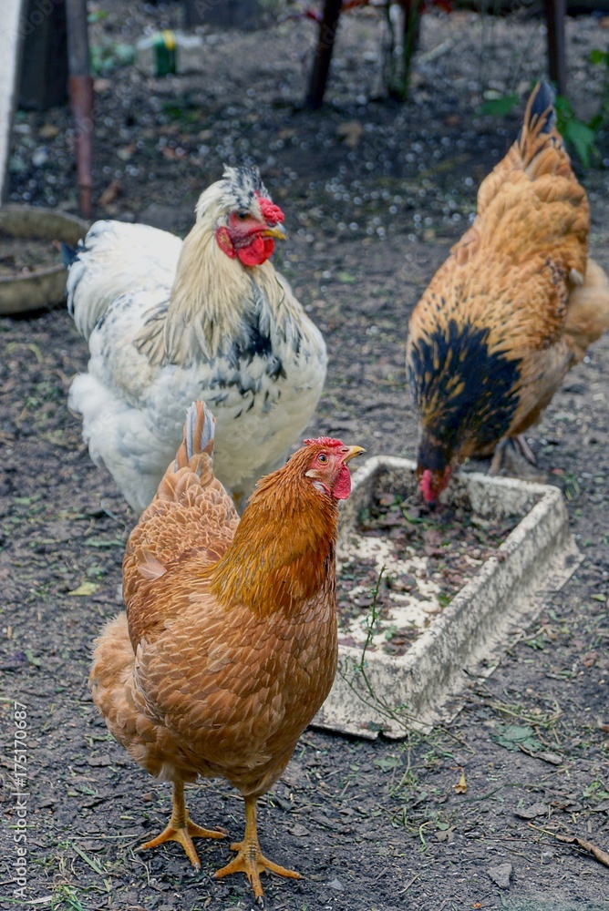 Fototapeta premium Курица коричневая и белый петух в курятнике у миски с кормом на земле