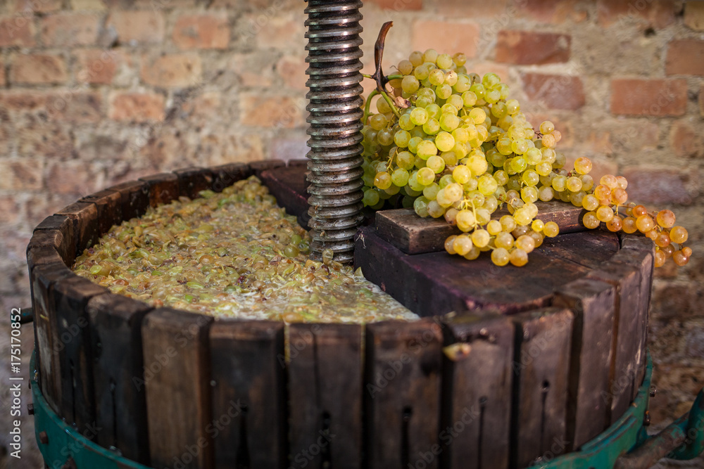 Grape harvest Wine press with white must and bunch of grapes