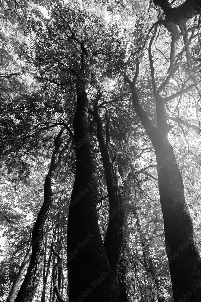 A view from below of some tall trees in spring against the sun A view from below of some tall trees in spring against the sun