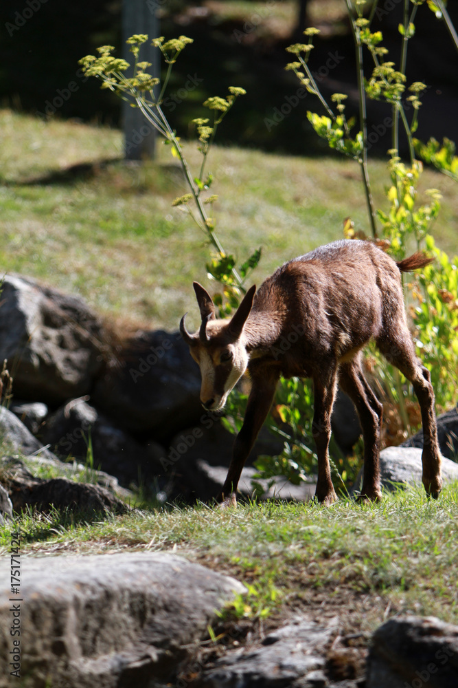 Naklejka premium little deer