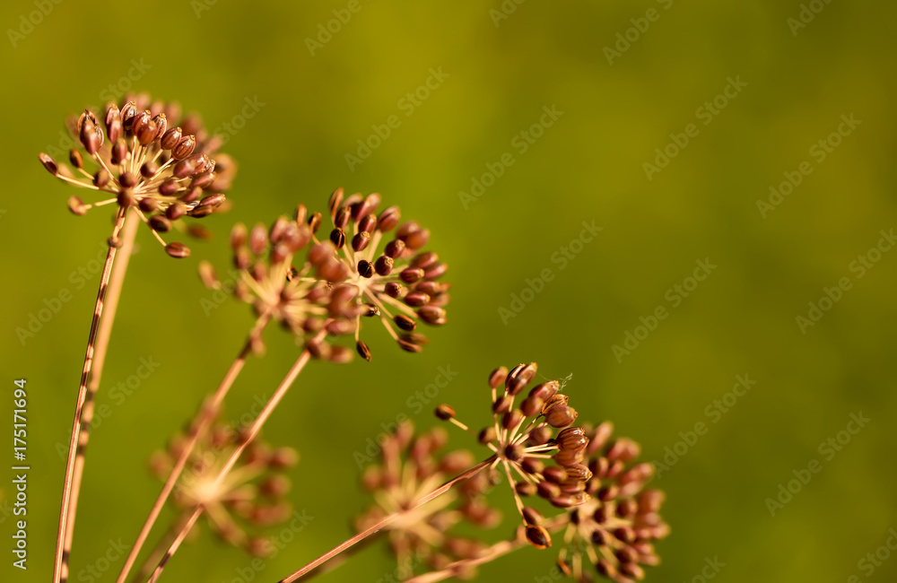 Dry organic dill seeds close-up on a green background. Healthy lifestyle.