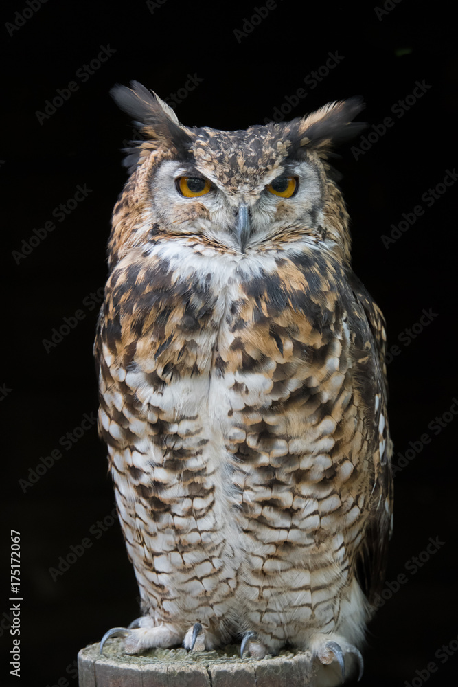Naklejka premium An upright portrait of an eagle owl standing on a post facing forward with large orange eyes staring set against a black background