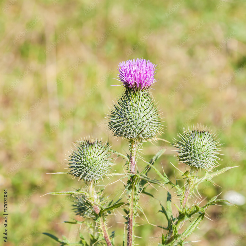 Wild silymarin flower. The main ingredient of liver drugs Wild silymarin flower. The main ingredient of liver drugs