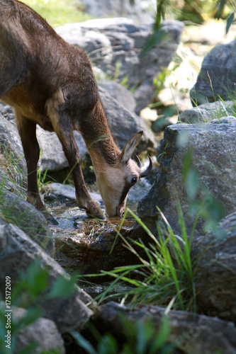 little deer