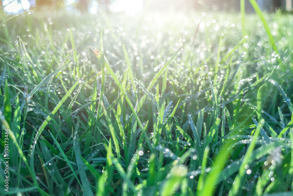 green grass with morning dew and sunlight. green grass with morning dew and sunlight.
