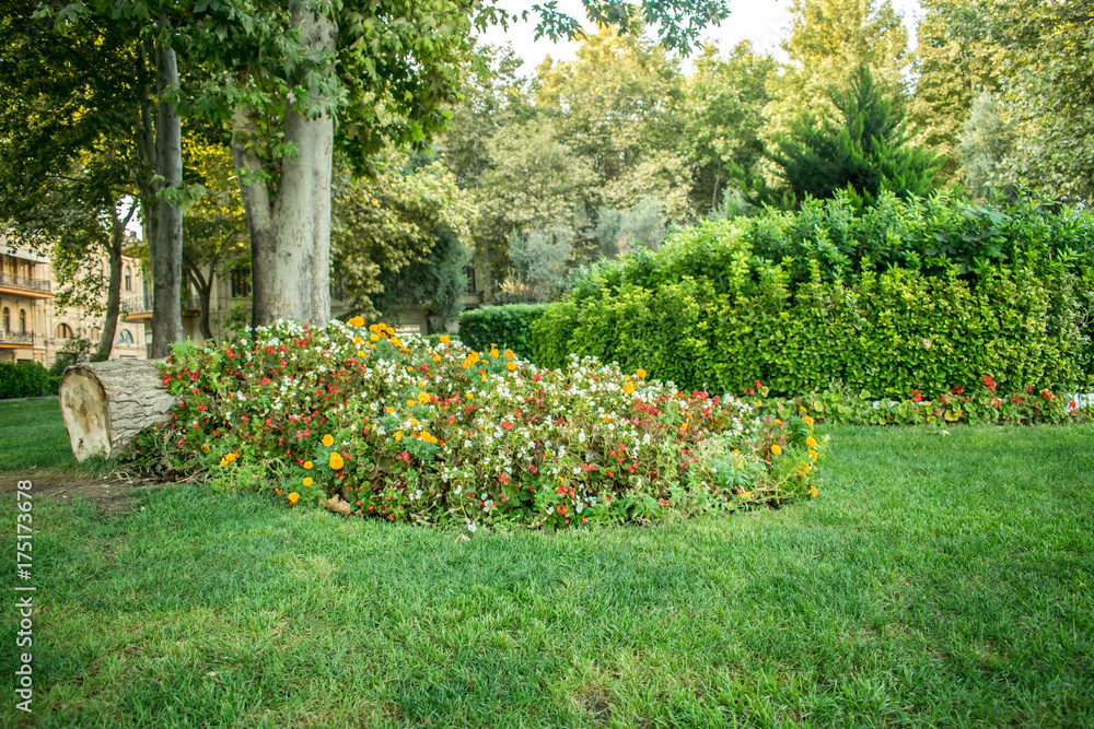 Obraz premium small flower garden