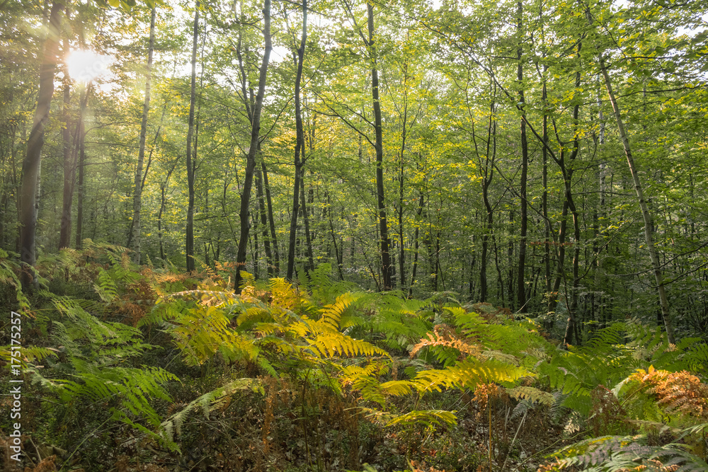 Fototapeta premium Clearing in the middle of the forest in autumn covered in fern plants and sun rays bursting through the branches