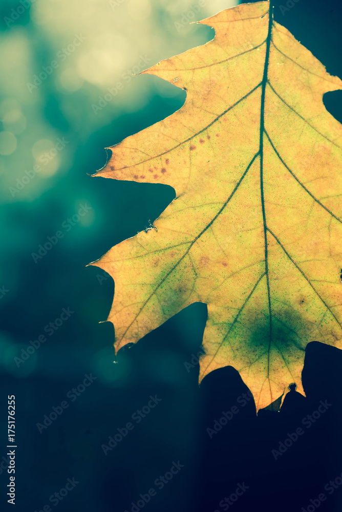 Fototapeta premium fall oak leaf macro selective focus