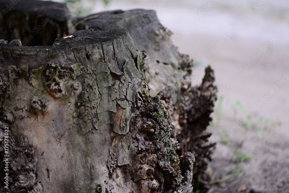 Old wooden stump. Tree stump background. Tree bark texture Old wooden stump. Tree stump background. Tree bark texture