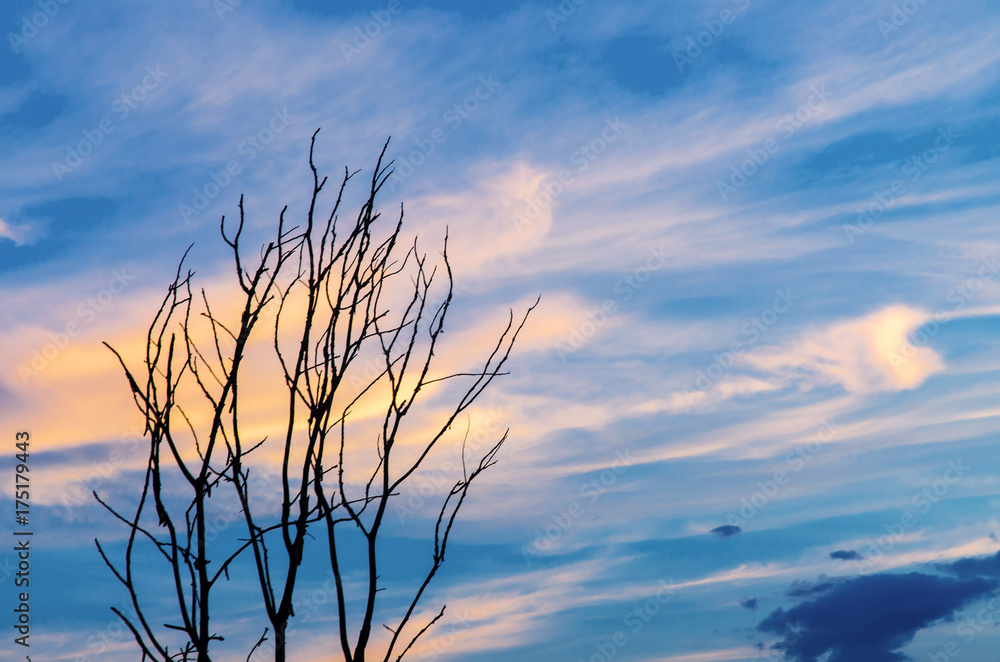 Fototapeta premium Silhouette of dead tree and dry branch with beautiful sky and blue sky in evening