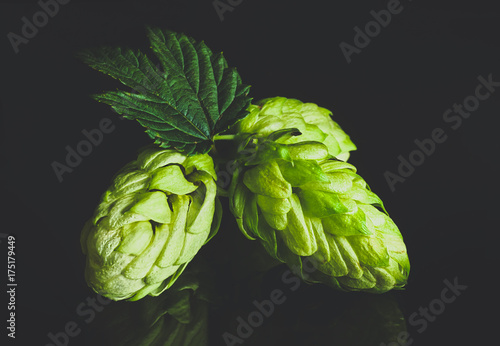 Green fresh hop cone on dark background for beer