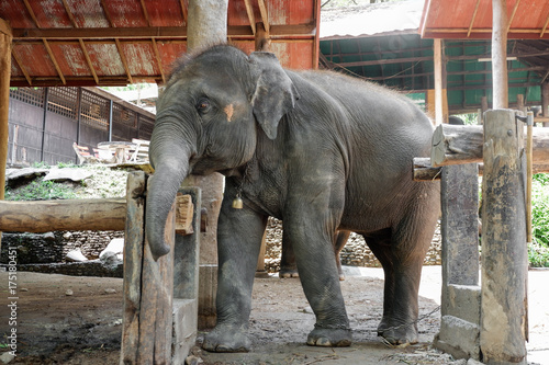 Asia baby elephant, Thailand