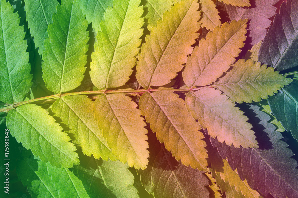 Close-up of colored toned leaves of rowan Close-up of colored toned leaves of rowan