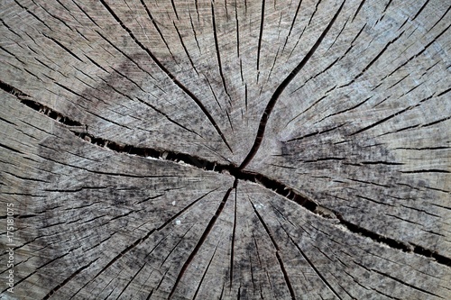 Wood as Background