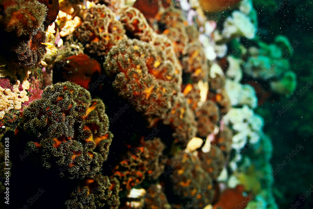 Fototapeta premium texture of the sea anemone macro tentacles corals