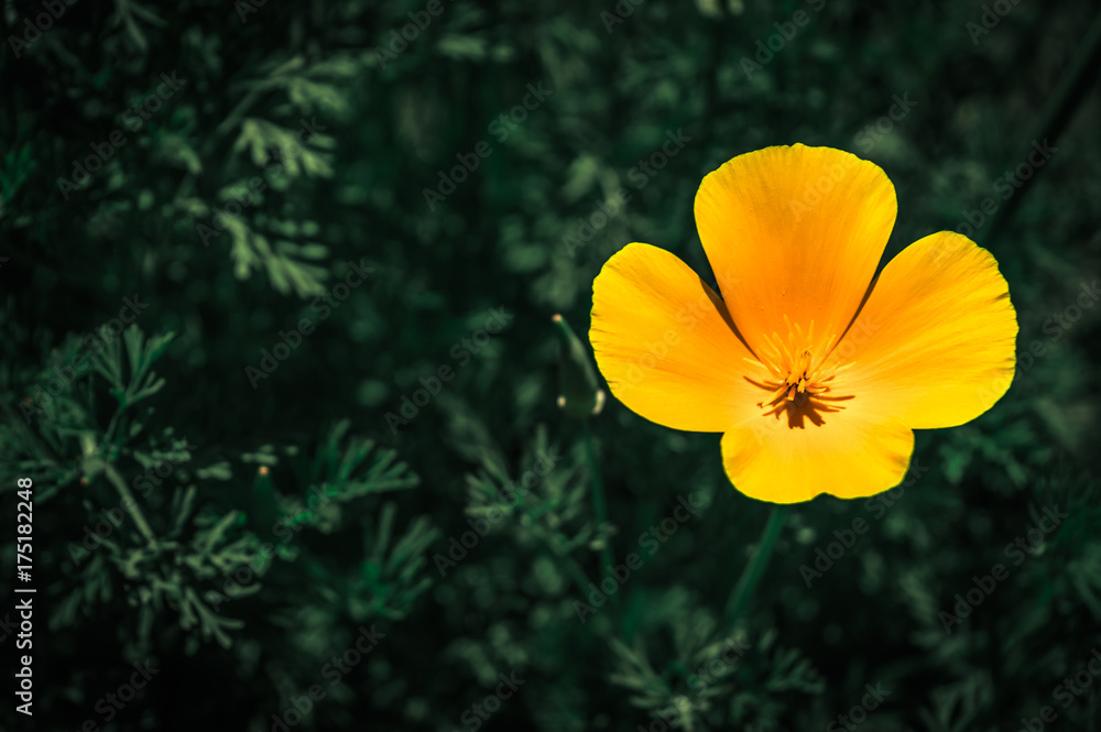 Obraz premium Yellow poppy