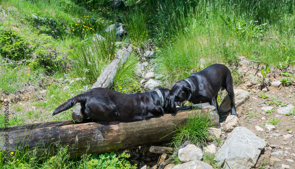 Labrador Retriever black dogs lay on a rock in the mountains Labrador Retriever black dogs lay on a rock in the mountains