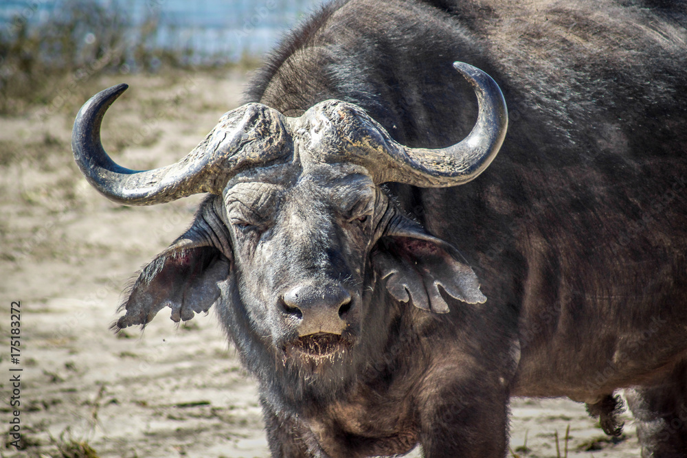 A Buffalo in the Chobe national park, Botswana A Buffalo in the Chobe national park, Botswana