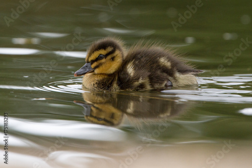 Beautiful Young Cute Mallard (anas platyrhynchos) Duckling Portrait photo