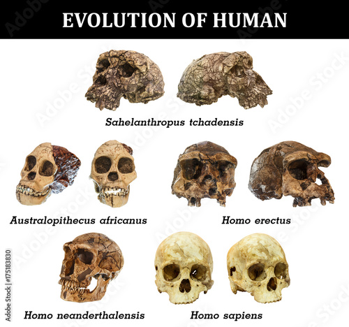 Evolution of human skull ( Sahelanthropus tchadensis . Australopithecus africanus . Homo erectus . Homo neanderthalensis . Homo sapiens )