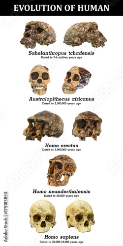 Evolution of human skull ( Sahelanthropus tchadensis . Australopithecus africanus . Homo erectus . Homo neanderthalensis . Homo sapiens ) photo