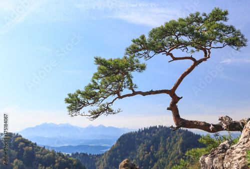 Lonely relict pine tree on top of Sokolica in Pieniny National Park in Poland. In distance you can see  outline of Tatra peaks