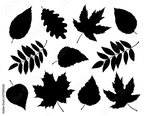 set of isolated leaves and branches silhouettes