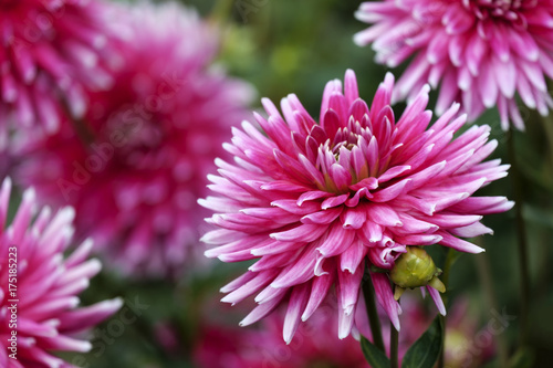 Fototapeta Naklejka Na Ścianę i Meble -  Dahlien (Dahlia)