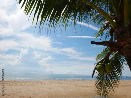 Beach and coconut