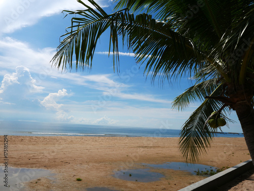 Beach and coconut