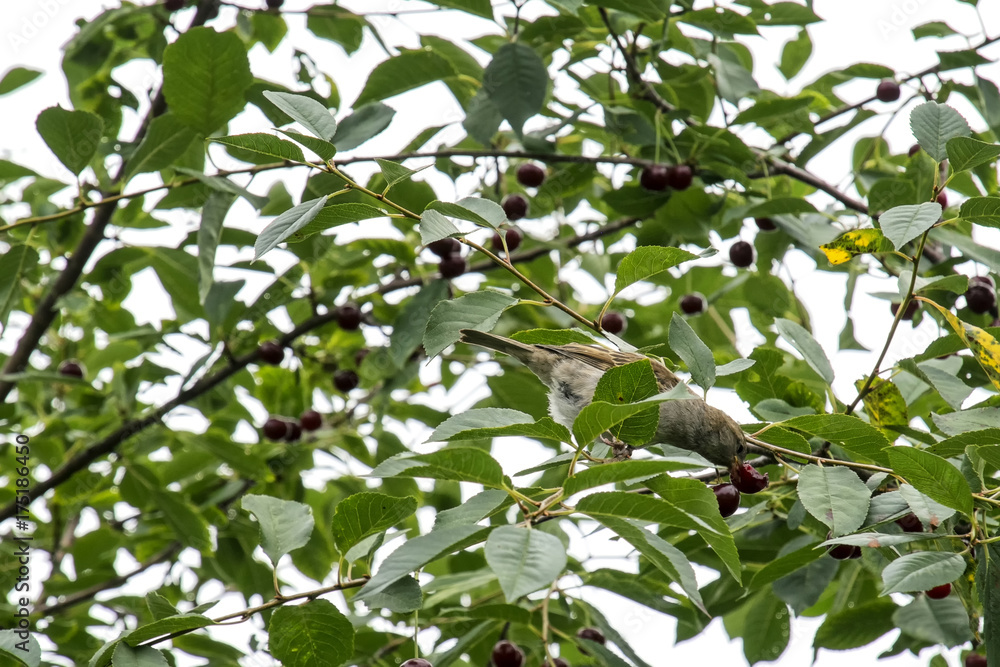 a sparrow eating red cherry
