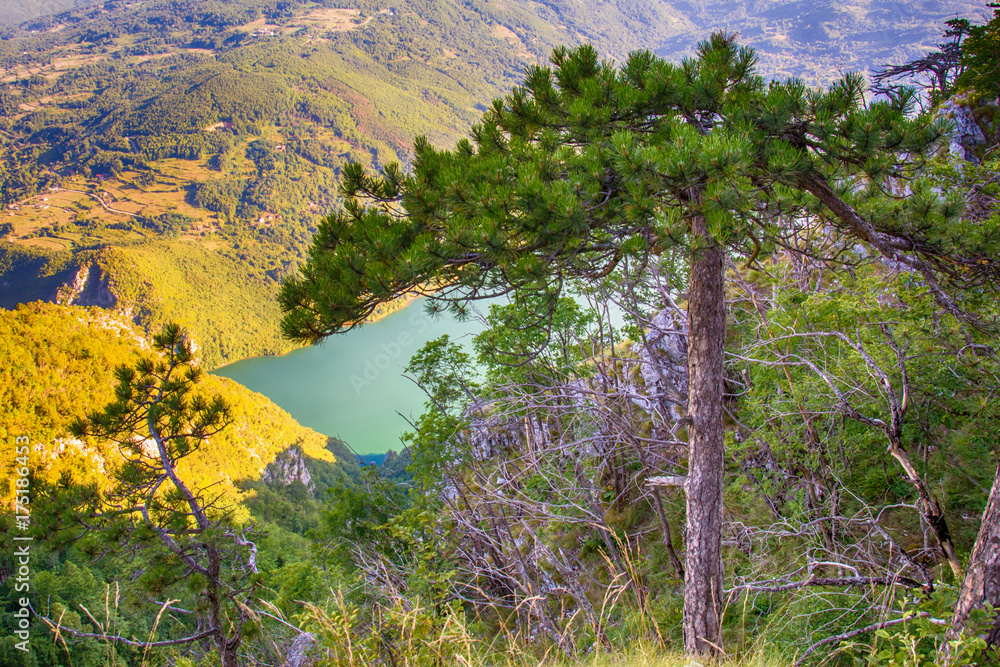 Fototapeta premium Viewpoint Banjska stena Tara mountain Serbia