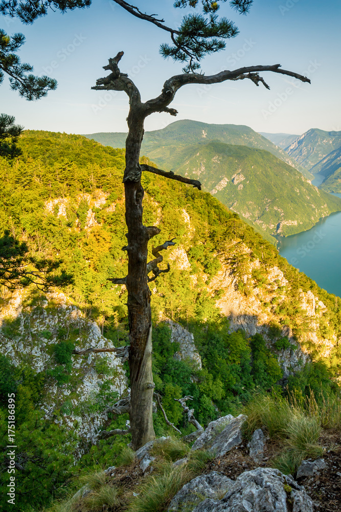 Fototapeta premium Viewpoint Banjska stena Tara mountain Serbia 