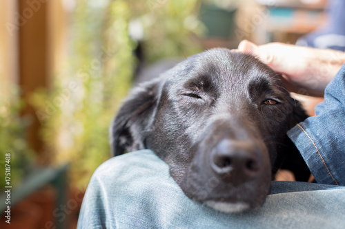 Fototapeta Naklejka Na Ścianę i Meble -  Hundekopf am Schoß, streicheln