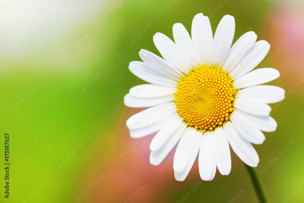 Obraz premium Chamomile among flowers